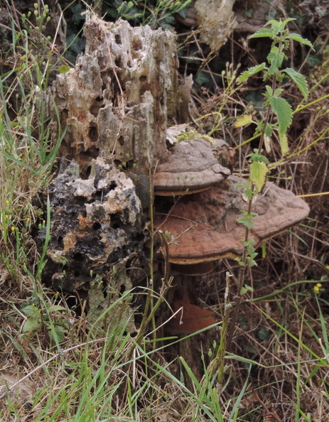 13-Fungus.jpg