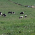41-Cows.jpg
