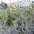 Cactus bush