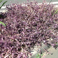 Purple plant