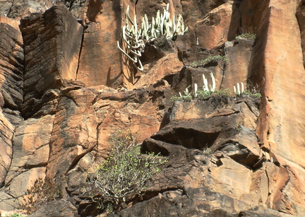 Plants on the cliff