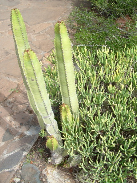 4f-Cacti.jpg