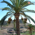 Palm tree