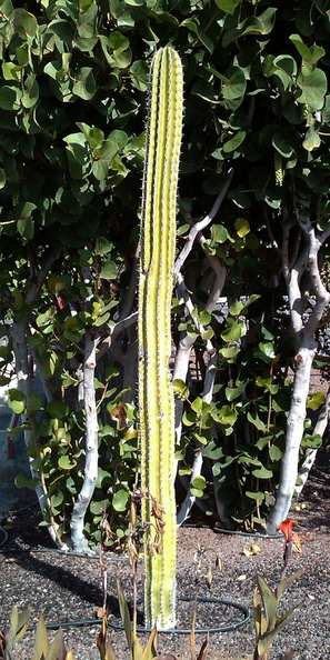 8-Cactus.jpg