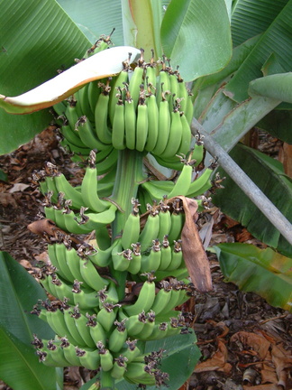 Bananas