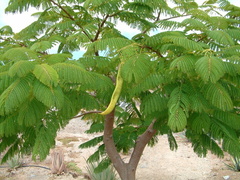 Tree with pod