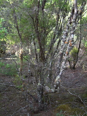 Lichen-covered tree