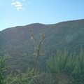 Tree-covered slope