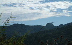 Cloud above the forest