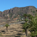 Palms leading to ridge