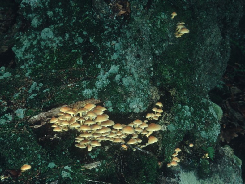 6-Mushrooms.jpg