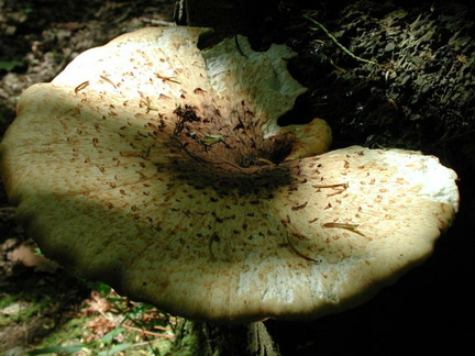 Fungus close up