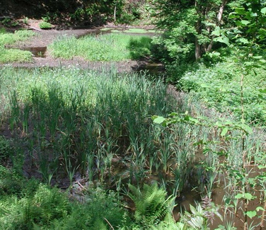 Pond with reeds