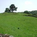 Hill with tree