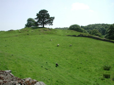 Hill with tree