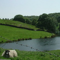 Sheep by lake