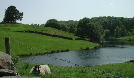 Sheep by lake