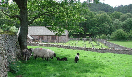 Sheep by Church