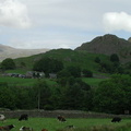 Hills and cows