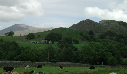 Hills and cows