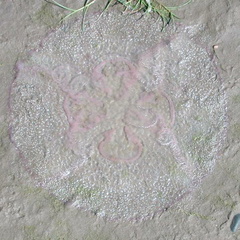Jellyfish in sand