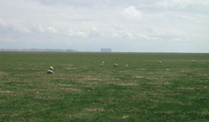 Nuclear power and sheep