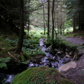 Stream through woods