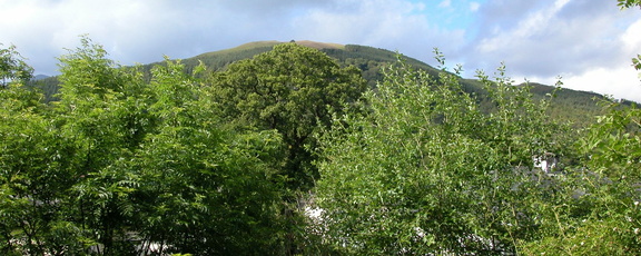 Peak and Tree