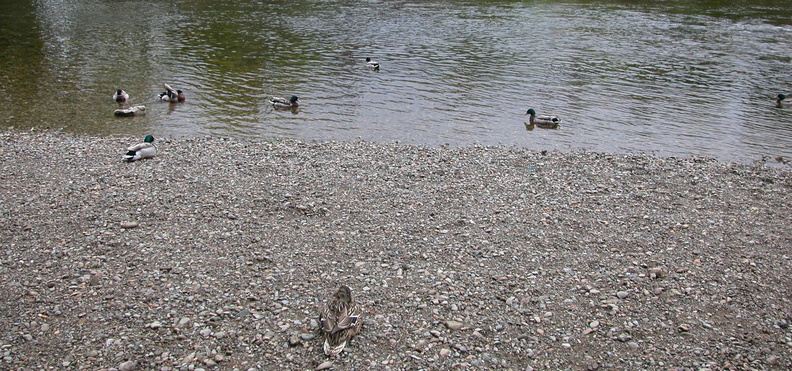 02-Ducks.jpg