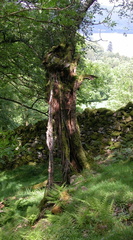 Downward-growing tree