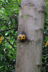 Giant ladybird
