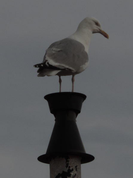 Seagull