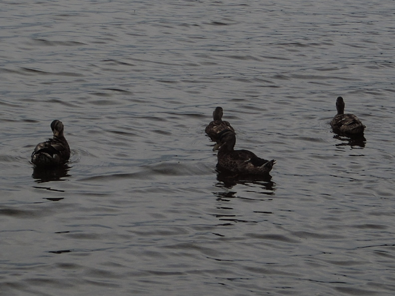 06-Ducks.jpg