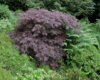 Purple bush