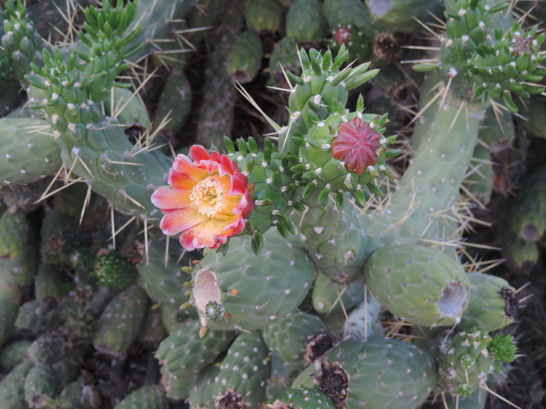 Flowering cactus