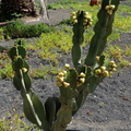 Fruiting cactus