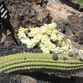 Sideways cactus