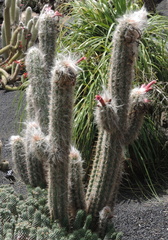 Hairy cacti