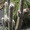 Hairy cacti