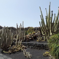 Tall cacti