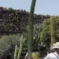 Budding cactus