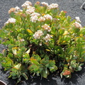 Flowering succulent