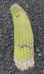 Horizontal cactus