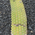 Horizontal cactus