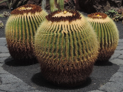 Round cacti