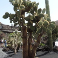 Cactus tree