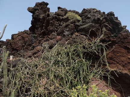Climbing cactus