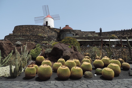 Windmill and cacti