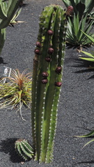 Budding cactus