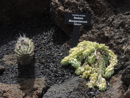 Small cacti